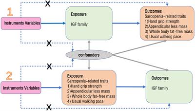 Causal associations between the insulin-like growth factor family and sarcopenia: a bidirectional Mendelian randomization study